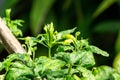 Chilli pepper tree growing in the backyard vegetable garden. Organic vegetable concept Royalty Free Stock Photo