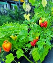 a chilli pepper tree smothered in the morning dew Royalty Free Stock Photo