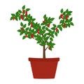 Chilli pepper tree in vase Royalty Free Stock Photo