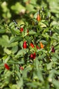Chilli peppers on bush in different colours Royalty Free Stock Photo