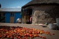 Chilli peppers dry in a village Royalty Free Stock Photo