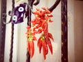 chilli peppers drying by window with blue charm shoes