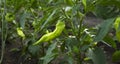 Chilli peppers growing on the bush. Young green fruits on the vegetables bed in the garden