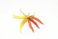 Chilli peppers red, yellow isolated Royalty Free Stock Photo