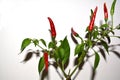 Chilli peppers tree Royalty Free Stock Photo