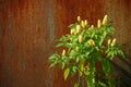 Chilli Plant Against Rusted Metal Door Royalty Free Stock Photo