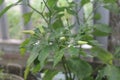 Plant of Chilli at the garden