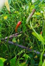 A chilli plant , locally called morok atekpa in Manipur