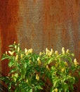 Chilli Plants Against Rusted Metal Door Royalty Free Stock Photo