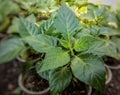 Chilli plants  in a nursery Royalty Free Stock Photo