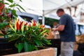 Chilli plants for sale at the market