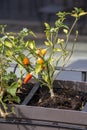 Chilli seedling planted on a pot Royalty Free Stock Photo