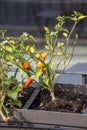 Chilli seedling planted on a pot Royalty Free Stock Photo