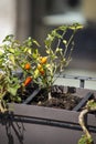 Chilli seedling planted on a pot Royalty Free Stock Photo