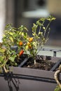 Chilli seedling planted on a pot Royalty Free Stock Photo