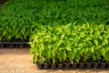Chilli seedlings in seed pots Royalty Free Stock Photo