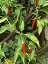 Chilli