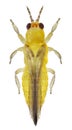 Chilli thrips or yellow tea thrips, Scirtothrips dorsalis