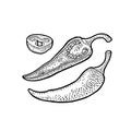 Chilli whole, half and slice. Vector vintage engraved