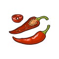 Chilli whole, half and slice. Vector vintage engraving