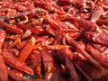 Chillies bright texture. Drying mirchi in sunny. Byadagi mirchi, Indian hot spices. Chilli Capsicum pepper used in spicy food