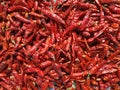 Chillies bright texture. Drying mirchi in sunny. Byadagi mirchi, Indian hot spices. Chilli Capsicum pepper used in spicy food