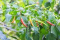 Chillies on chillies tree