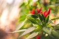 Chillies grow in garden. chilli tree. Royalty Free Stock Photo