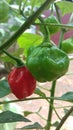 Chillies