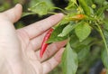 Chillies tree with hand Royalty Free Stock Photo