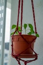 Chillies tree on a potted plant hanging on a macrame Royalty Free Stock Photo