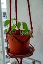 Chillies tree on a potted plant hanging on a macrame Royalty Free Stock Photo