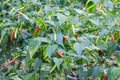 Chillies on chillies tree Royalty Free Stock Photo