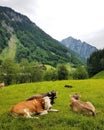Chillin Cows in the mountains Royalty Free Stock Photo
