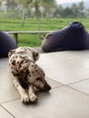 Chillin dalmatian dog with rice field background