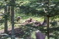 Chilling Bison family in the forest Royalty Free Stock Photo