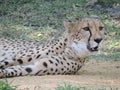 Chilling Cheetah