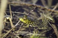 Chilling Frog Royalty Free Stock Photo