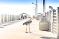 Chilling Great Blue Heron birds on the beach