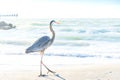 Chilling Great Blue Heron birds on the beach