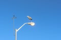 Chilling Great Blue Heron birds on the lamppost