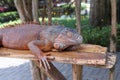 chilling and sleeping orange iguana on thewood close-up half body shot Royalty Free Stock Photo