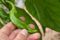 Chills peppers in hand in a green house