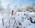 Snow Covered Winter Berries Royalty Free Stock Photo