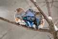 Chilly Bluebirds Royalty Free Stock Photo