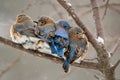 Chilly Bluebirds Royalty Free Stock Photo