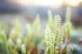 chilly frost blurring green bracken edges