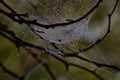 Woven Cobweb Sultanpur Royalty Free Stock Photo