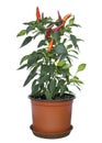 Chilly pappers in a pot Royalty Free Stock Photo