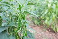 Chilly peppers , Chilly tree , Chilly plant Royalty Free Stock Photo